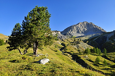 Mt. Tete de Boulonne, Mercantour National Park, Haute Verdon mountains, Alpes-de-Haute-Provence, Region Provence-Alpes-Cote d'Azur, France, Europe