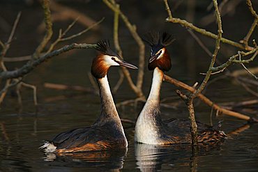 Great Crested Grebes, (Podiceps cristatus), mating