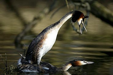 Great Crested Grebe (Podiceps cristatus) pairing