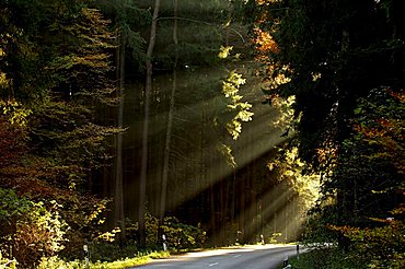 Sunbeams in the forest