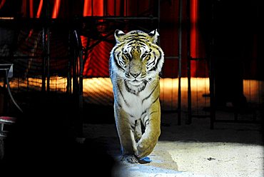 Bengal tiger in a circus ring