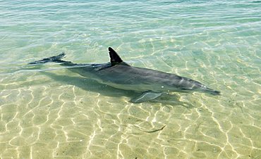 Common Bottlenose Dolphin (Tursiops truncatus) in shallow water, Monkey Mia, Shark Bay, Western Australia