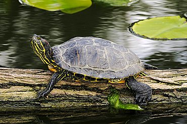 Red-eared Slider turtle (Trachemys scripta elegans) sunbathing on a log floating in the water