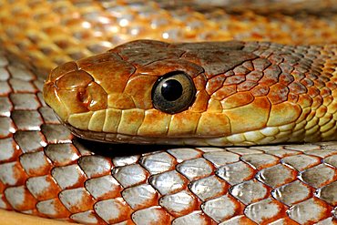 Baird´s Rat Snake (Elaphe obsoleta bairdi)