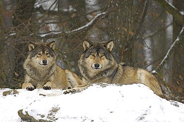 Two Mackenzie Valley Wolves, Rocky Mountain Wolves, Alaskan - or Canadian Timber Wolves (Canis lupus occidentalis) lying in a forest, falling snow