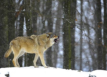 Mackenzie Valley Wolf, Rocky Mountain Wolf, Alaskan - or Canadian Timber Wolf (Canis lupus occidentalis) baring its teeth in a forest, falling snow