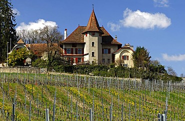 Vineyard with vines for Chasselas grapes at the foot of the Jura mountains in the spring, Begnins, Vaud, Switzerland, Europe