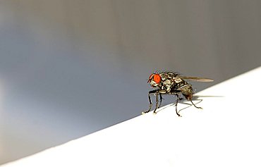 Housefly (Musca domestica)