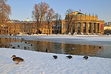 State Theatre, main theatre, ducks on Eckensee Lake, Stuttgart, Baden-Wuerttemberg, Germany, Europe