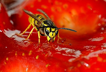 German or European Wasp (Vespula germanica) nibbling strawberry cake