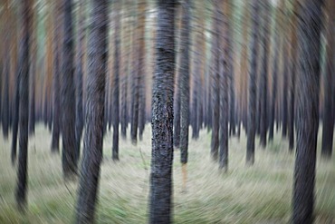 Abstract pine forest in Brandenburg, Germany, Europe