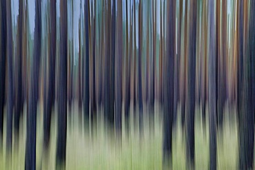 Abstract pine forest in Brandenburg, Germany, Europe