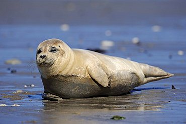 Harbor Seal (Phoca vitulina), young, North Sea, Duene, Heligoland, Schleswig Holstein, Germany, Europe