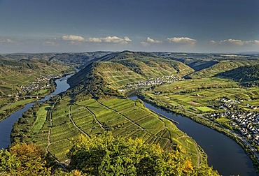 Moselschleife, Moselle loop, Bremm, Rhineland-Palatinate, Germany, Europe