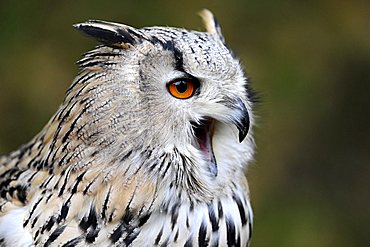 Eagle Owl (Bubo bubo), with beak open, portrait