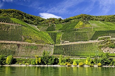 Vineyards in the romantic Middle Rhine Valley, UNESCO World Heritage Site, Rhineland-Palatinate, Germany, Europe