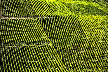 Vineyards in the romantic Middle Rhine Valley, UNESCO World Heritage Site, Rhineland-Palatinate, Germany, Europe