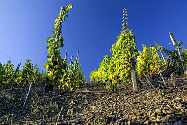 Vineyards in the romantic Middle Rhine Valley, UNESCO World Heritage Site, Rhineland-Palatinate, Germany, Europe