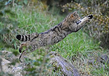 Wild Cat (Felis silvestris) jumping