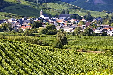 Vineyards along the Moselle River, Luxembourg, Europe