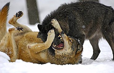 Mackenzie Valley Wolves (Canis lupus occidentalis), ranking fight in the snow