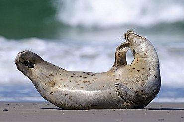 Harbor Seal (Phoca vitulina), dormant phase on the beach, North Sea, Duene, Heligoland, Schleswig Holstein, Germany, Europe