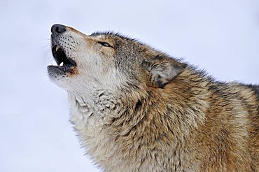 Mackenzie Valley Wolf or Canadian Timber Wolf (Canis lupus occidentalis), howling