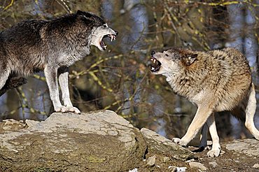 Mackenzie Valley Wolves or Canadian Timber Wolves (Canis lupus occidentalis) fighting to determine hierarchy with threatening gestures