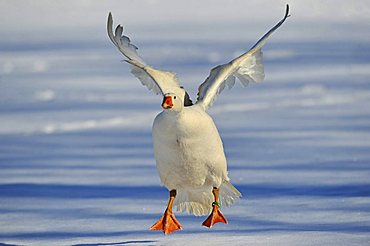 Domestic Goose (Anser anser f. domestica) landing in snow