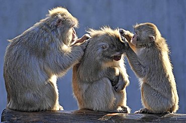 Japanese Macaques (Macaca fuscata) grooming each other