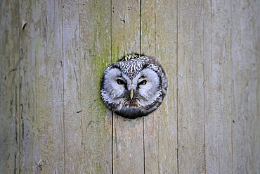 Boreal Owl or Tengmalm's Owl (Aegolius funereus), looking out of nest cave