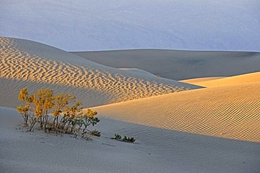 Morning light at the Mesquite Sand Dunes, Death Valley National Park, California, USA, America