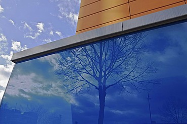 Reflection of a tree in a blue glass facade, Bonn, North Rhine-Westphalia, Germany, Europe