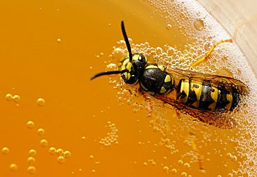 German wasp (Vespula germanica) floating in lemonade