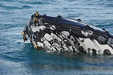 Head of a Humpback Whale (Megaptera novaeangliae) with barnacles, Hervey Bay, Queensland, Australia