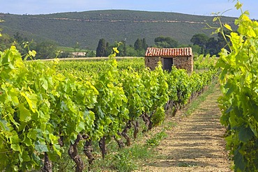 Vineyard near Narbonne, Aude, Languedoc Roussillon, France, Europe