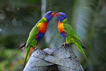 Rainbow Lorikeets, Loris (Trichoglossus haematodus), Queensland, Australia