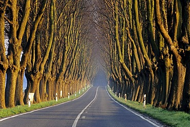 Typical street avenue, morning sun, Ruegen island, Baltic Sea, Mecklenburg-Western Pomerania, Germany, Europe