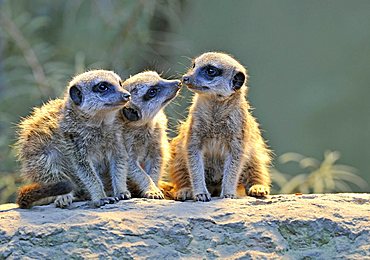 Meerkats (Suricata Suricatta), three young animals