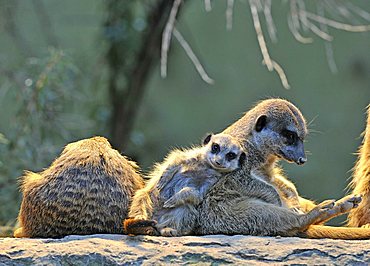 Meerkat (Suricata Suricatta), family, young animal, in need of affection