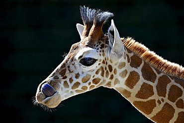 Somali Giraffe (Giraffa camelopardalis reticulata), juvenile, portrait