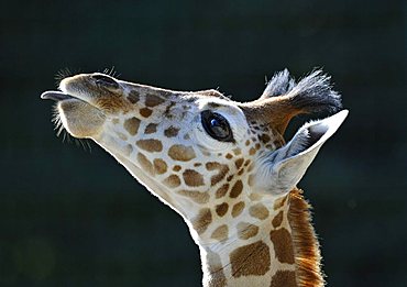 Somali Giraffe (Giraffa camelopardalis reticulata), juvenile, portrait, poking out its tongue