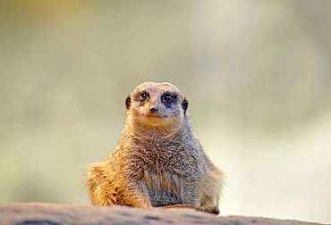 Meerkat or Suricate (Suricata Suricatta), juvenile