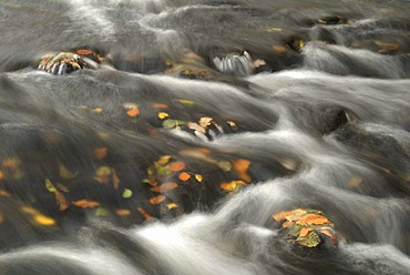 Autumn leaves in the Selke River, Harz Mountains, Saxony-Anhalt, Germany, Europe