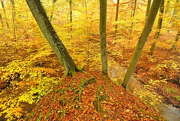 Stream in a beech forest in autumn in Nonnenfliess Nature Reserve near Eberswalde, Brandenburg, Germany, Europe