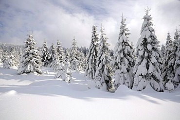 Winter landscape in Harz National Park, Saxony Anhalt, Germany, Europe