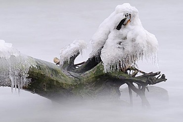 Ice-covered tree stump in water