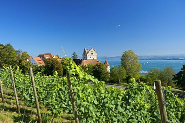 Vineyards overlooking the Burg Meersburg or Altes Schloss castle in Meersburg, Lake Constance, Baden-Wuerttemberg, Germany, Europe