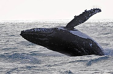 Species-specific breach, breaching, jumping with a twist, humpback whale (Megaptera novaeangliae), Hervey Bay, Queensland, Australia