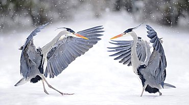 Fighting Grey Herons (Ardea cinerea) in winter